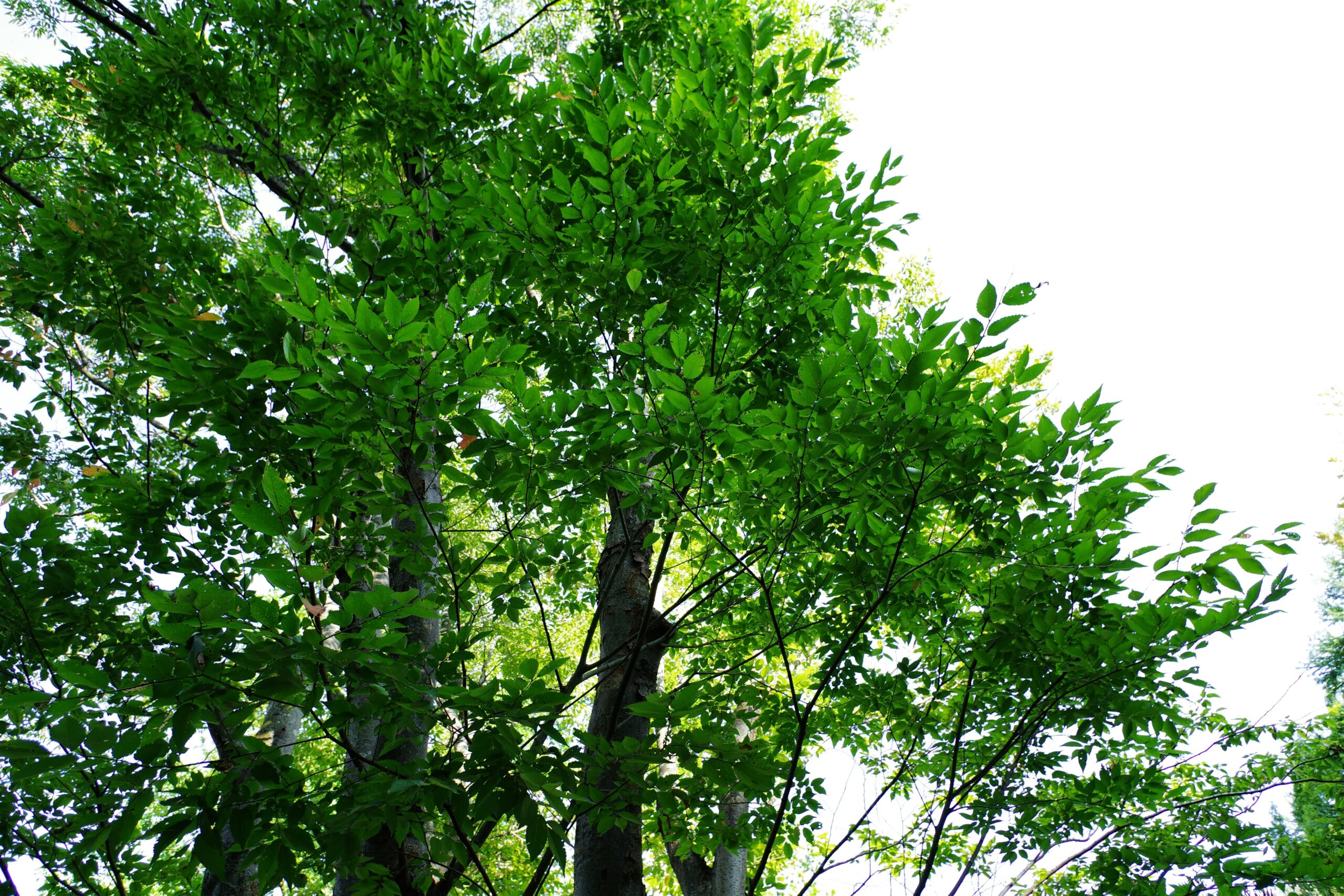 naoki-suzuki-Ks75ZrRtCkc-unsplash